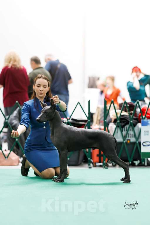 Собаки в Москве: Ксолоитцкуинтли стандартного размера Мальчик, 50 000 руб. - фото 2