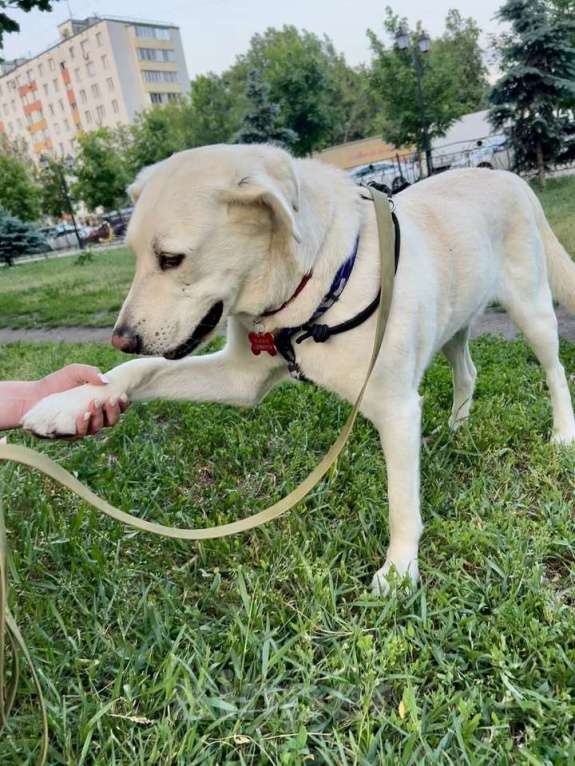 Собаки в Москве: Жанна белый лабрадор срочно ищет дом Девочка, Бесплатно - фото 3