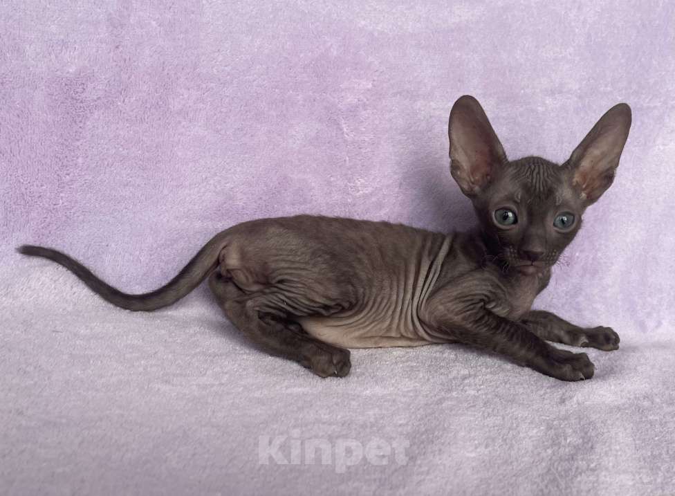 Кошки в Балашихе: кошечка шоколадная из московского питомника Девочка, 80 000 руб. - фото 4