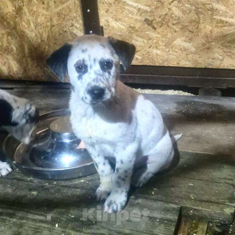 Собаки в Москве: Щенок в добрый руки Мальчик, Бесплатно - фото 4