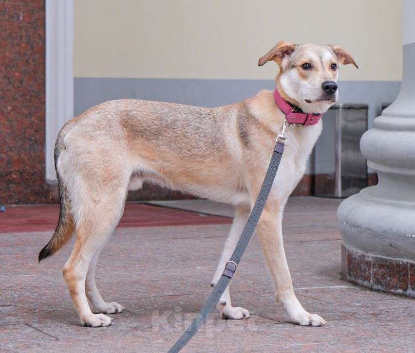 Собаки в Москве: Сдадут в приют, если не найдется дом Мальчик, Бесплатно - фото 4