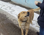 Собаки в Нижнем Новгороде: В добрые руки Мальчик, Бесплатно - фото 2