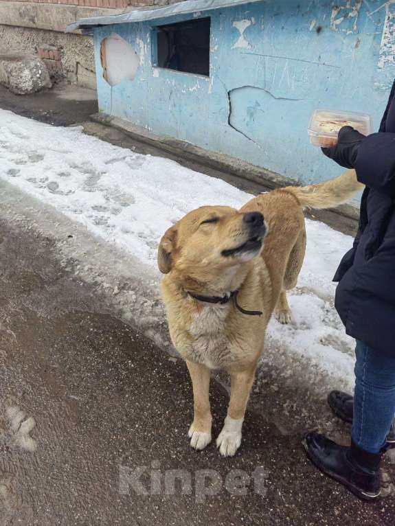 Собаки в Нижнем Новгороде: В добрые руки Мальчик, Бесплатно - фото 2