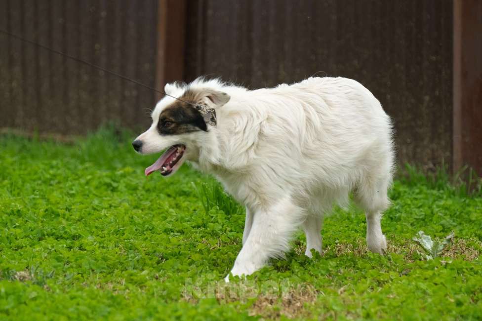 Собаки в Москве: Альбина Девочка, Бесплатно - фото 6