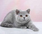 Кошки в Барнауле: Ассоль Девочка, Бесплатно - фото 1
