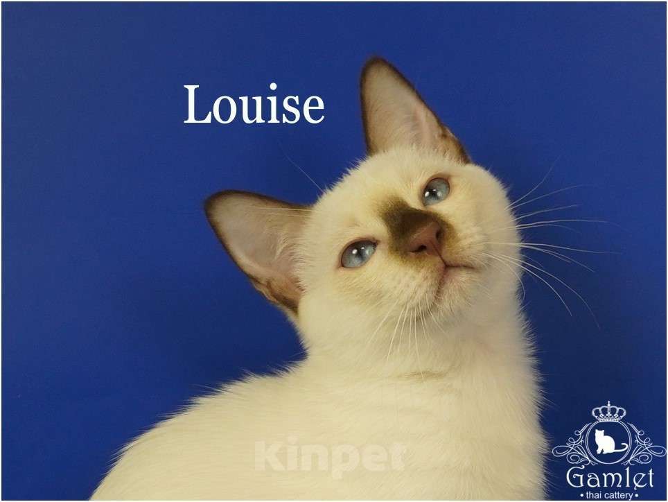 Кошки в Москве: Тайские породистые котята из питомника ГАМЛЕТ Девочка, 60 000 руб. - фото 2