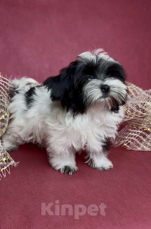 Собаки в Москве: Мальтипушка- минюшечная девочка.  Девочка, Бесплатно - фото 2