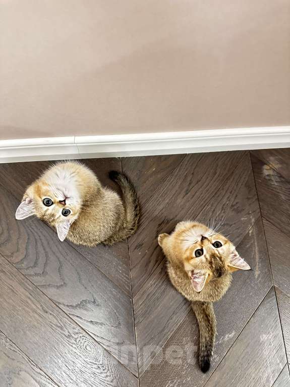 Кошки в Краснодаре: Шотландская золотая шиншилла  Девочка, 15 000 руб. - фото 6