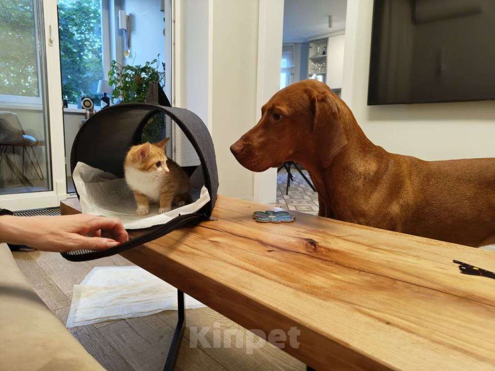 Кошки в других городах Московской области: Отдам рыжую красотку в добрые руки Девочка, 100 руб. - фото 2