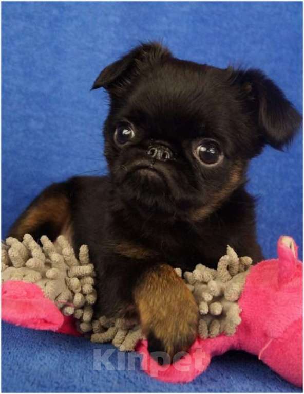 Собаки в Москве: ТИПА Мальчик, 150 000 руб. - фото 4