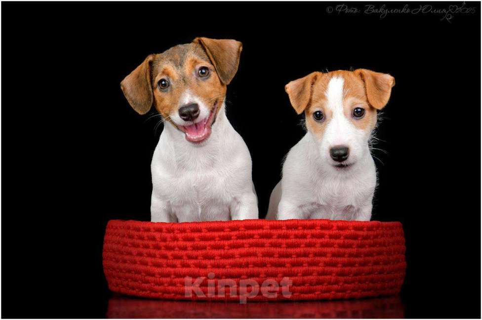 Собаки в Краснодаре: Щенок Джек рассел Девочка, 30 000 руб. - фото 2