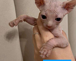 Кошки в Саратове: Котята сфинкса Мальчик, 20 000 руб. - фото 1