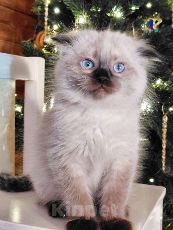 Кошки в Санкт-Петербурге: невский маскарадный котенок Мальчик, Бесплатно - фото 3