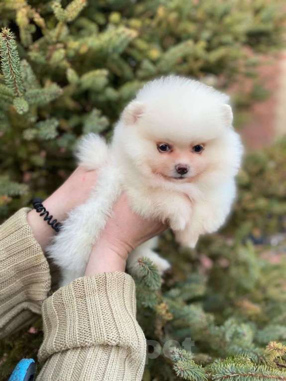 Собаки в Ульяновске: Мини шпиц  Девочка, 35 000 руб. - фото 2