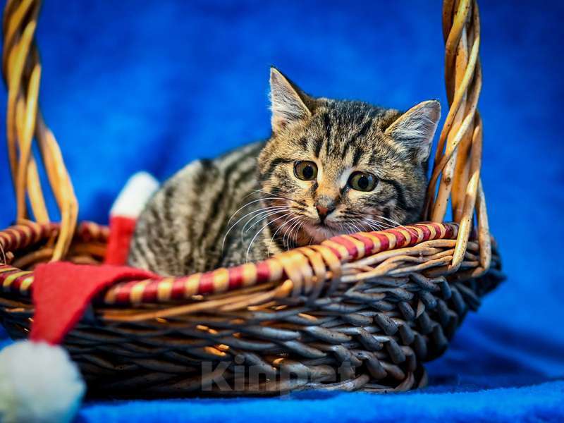 Кошки в Москве: Котята-подростки британской породы в добрые руки Мальчик, Бесплатно - фото 9