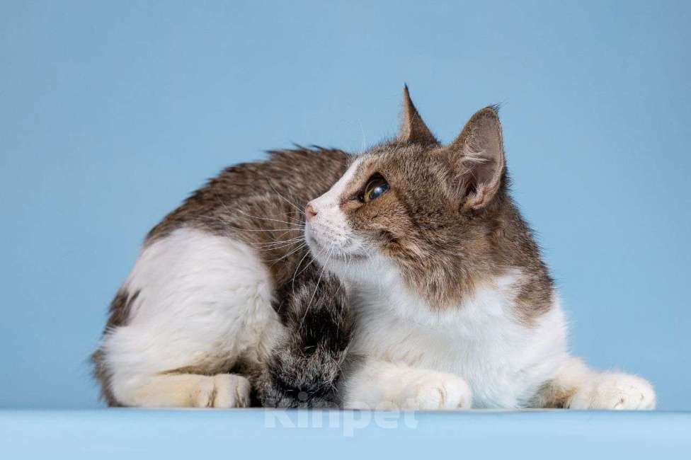 Кошки в Москве: Самая грустная на свете кошечка Девочка, Бесплатно - фото 2