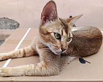 Кошки в Москве: Кошку выкинули хозяева Девочка, Бесплатно - фото 1