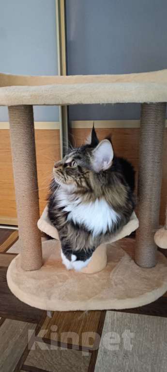 Кошки в Новосибирске: Мейкун приглашает на вязку Мальчик, 20 000 руб. - фото 7