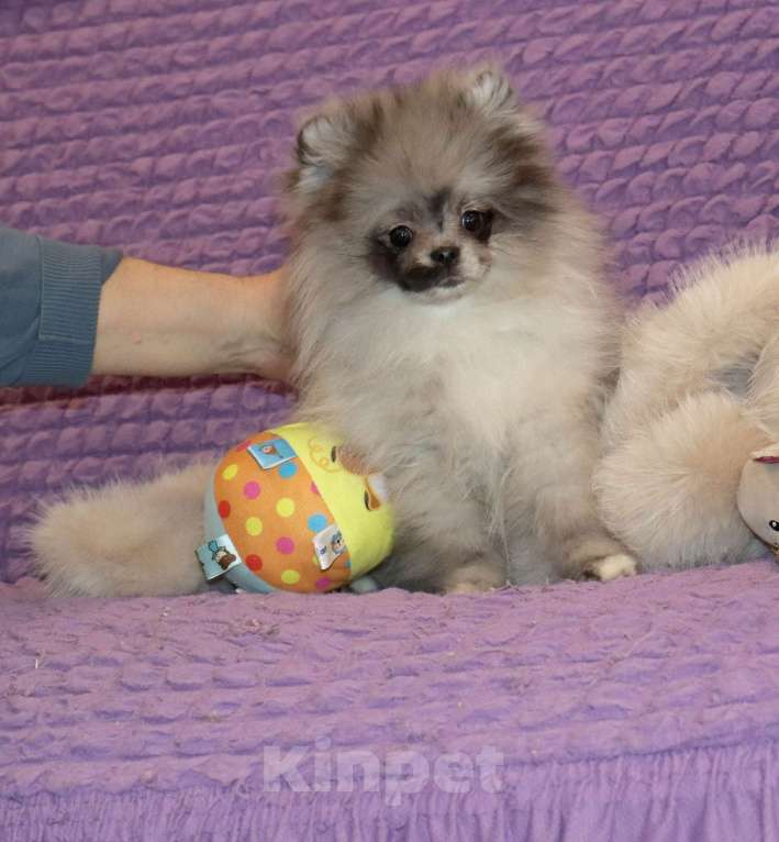 Собаки в Москве: Шикарная красотка шпица Девочка, 55 000 руб. - фото 1