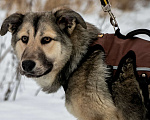 Собаки в Бронницах: Гретта Девочка, 1 руб. - фото 7