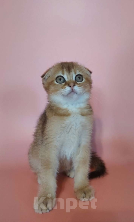 Кошки в Волгограде: Шотландская девочка Девочка, 25 000 руб. - фото 2