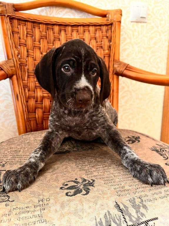 Собаки в Владивостоке: Продаются щенки немецкой жёстко-шёрстной континентальной легавой породы дратхаар Девочка, 35 000 руб. - фото 2