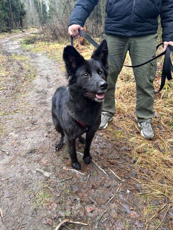 Собаки в Балашихе: Найдена Балашиха  Девочка, Бесплатно - фото 2