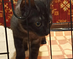 Кошки в Москве: Котенок в добрые руки Девочка, Бесплатно - фото 3
