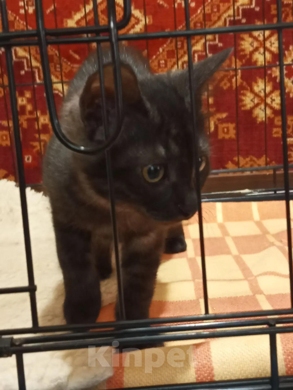 Кошки в Москве: Котенок в добрые руки Девочка, Бесплатно - фото 3