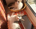Кошки в Кузнецке: Котята, 1 руб. - фото 3