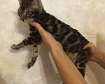 Кошки в Ливны: Бенгальский котик, 25 000 руб. - фото 3