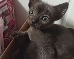 Кошки в Стерлитамаке: Сфинкс, брошенный Мальчик, Бесплатно - фото 1