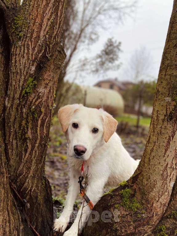 Собаки в других городах Московской области: Дэми якутенок Девочка, Бесплатно - фото 8
