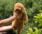 Собаки в Воронеже: Щенок Пуделя Мальчик, Бесплатно - фото 2