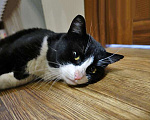 Кошки в Москве: Добрый, очень ласковый котик ищет дом Мальчик, 10 руб. - фото 6