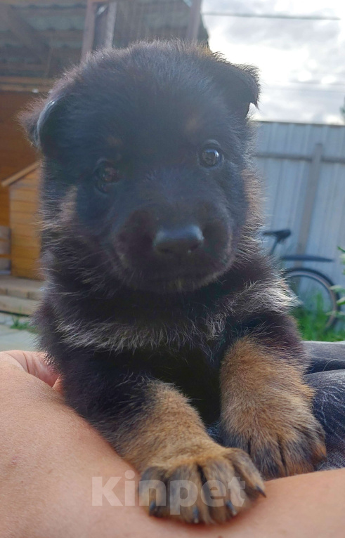 Собаки в других городах Владимирской области: Высокопородные щенки немецкой овчарки от титулованных родителей Мальчик, 75 000 руб. - фото 7