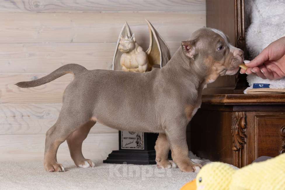 Собаки в Королеве: Американский булли Девочка, 150 000 руб. - фото 7