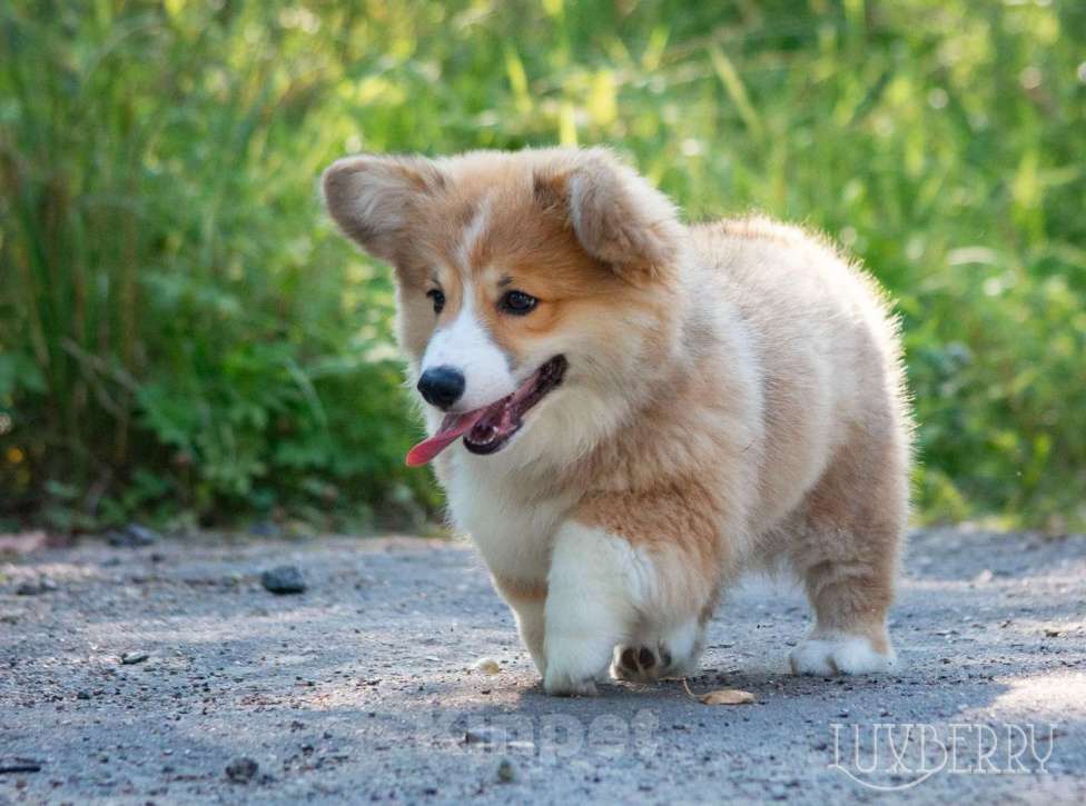 Собаки в Санкт-Петербурге: Вельш корги пемброк  Мальчик, Бесплатно - фото 3