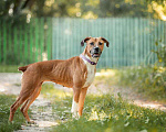 Собаки в Москве: Спортивная собака ищет дом. Девочка, 100 руб. - фото 3