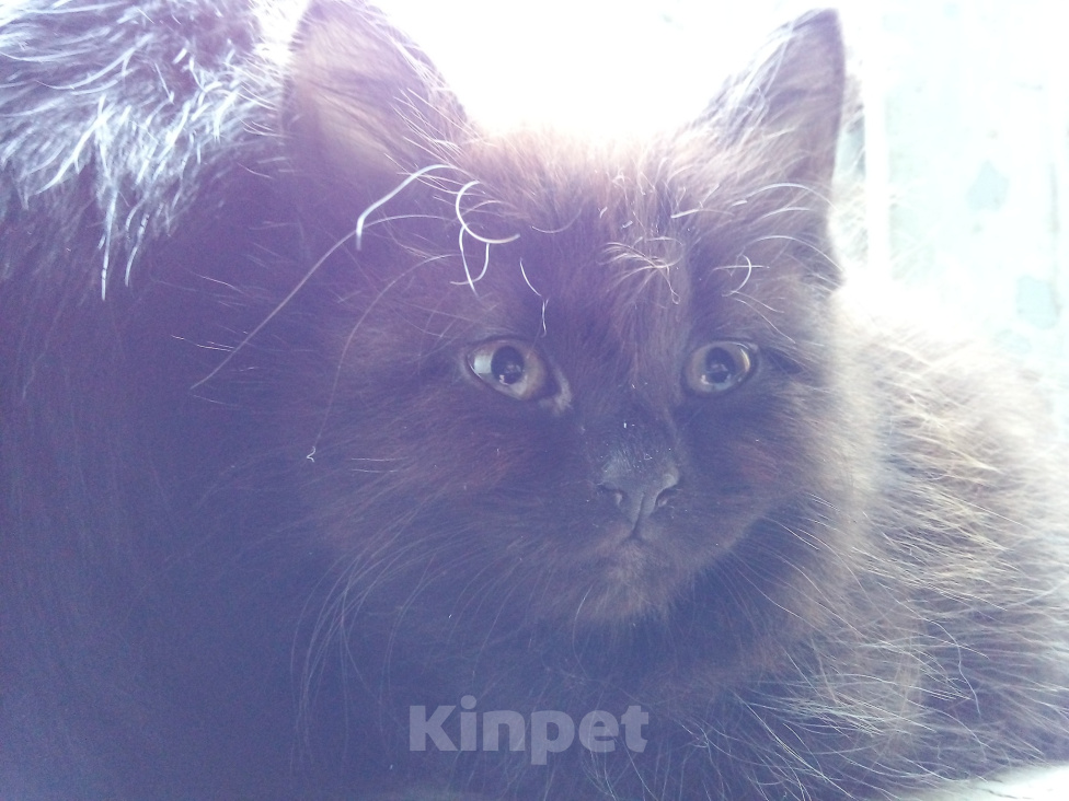 Кошки в Москве: 💗 Котенок - девочка  –  в  добрые  руки Девочка, Бесплатно - фото 4