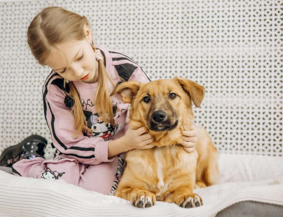 Собаки в Москве: Щенок бесплатно в Москве Девочка, Бесплатно - фото 10