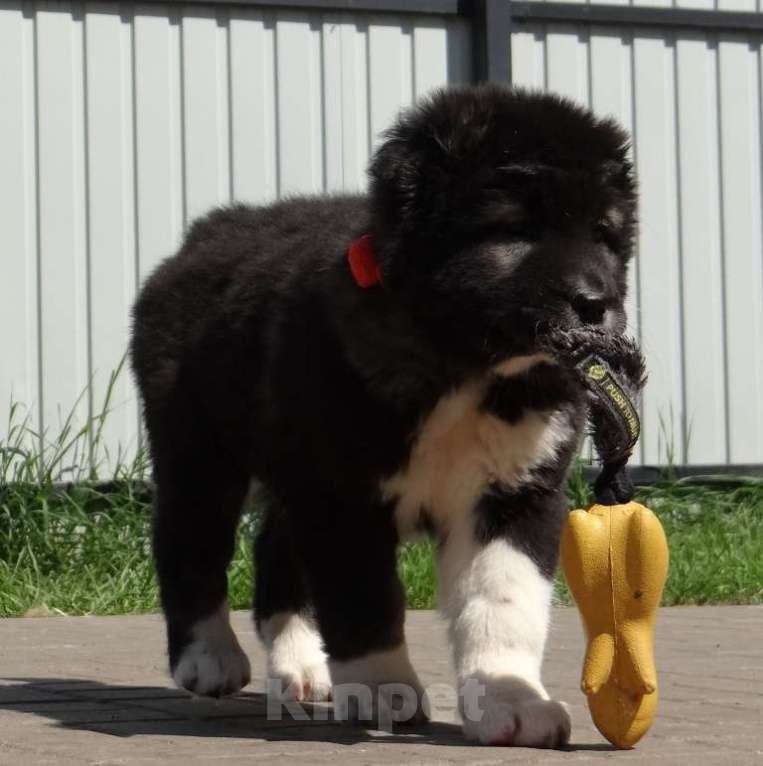 Собаки в других городах Нижегородской области: Щенки кавказской овчарки Мальчик, Бесплатно - фото 2