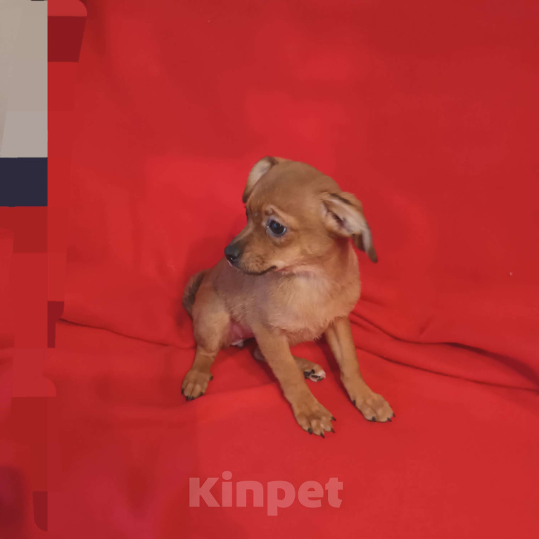 Собаки в Санкт-Петербурге: Щенок в добрые руки  Девочка, Бесплатно - фото 1