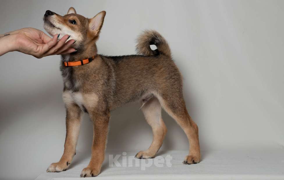 Собаки в Москве:  Предлагаем вашему вниманию щенков породы Сиба-ину! Мальчик, 80 000 руб. - фото 4