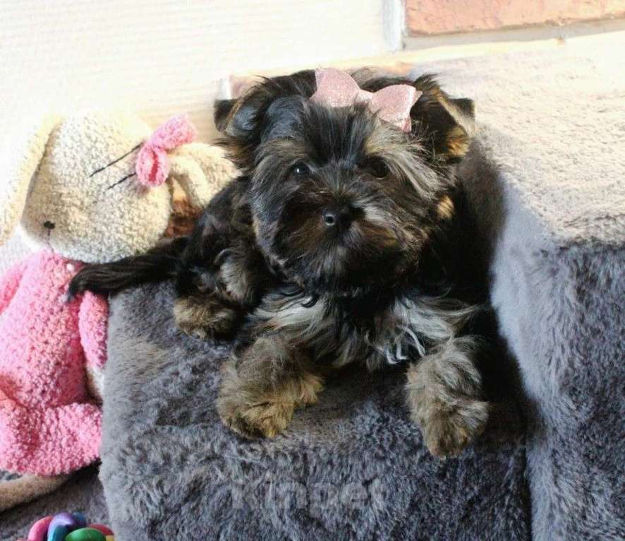 Собаки в Москве: Малышка Цветной Йорк Девочка, 45 000 руб. - фото 2