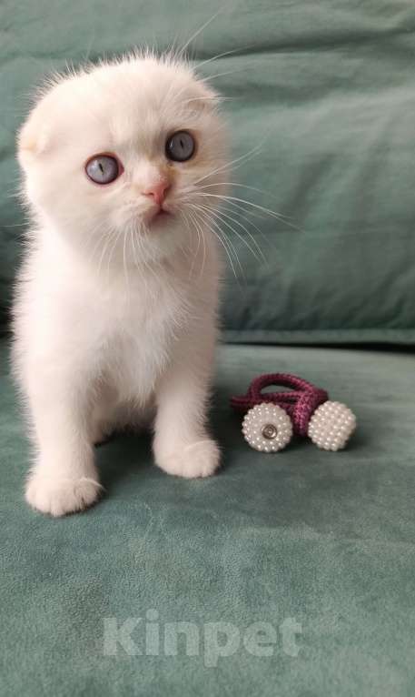 Кошки в Сочи: Шотладский вислоухий котенок Мальчик, 10 000 руб. - фото 2