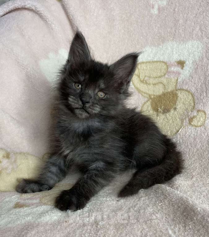 Кошки в Дмитрове: Черная дымчатая девочка мейн кун Yanetta Девочка, 40 000 руб. - фото 2