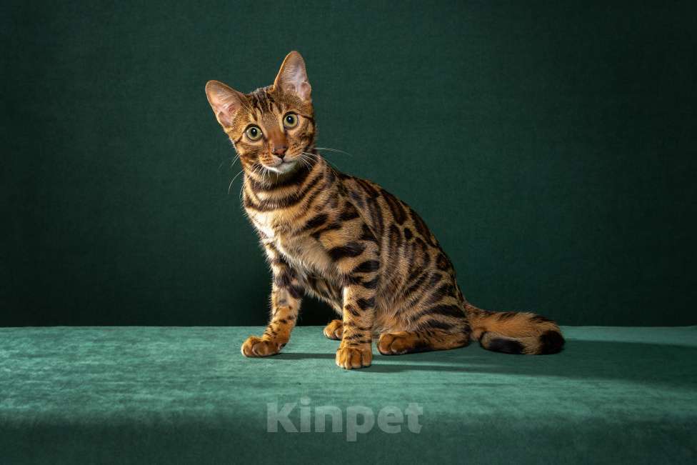 Кошки в Екатеринбурге: Wild Siblings' Ereb - бенгальский котёнок - ручной леопард Мальчик, Бесплатно - фото 1