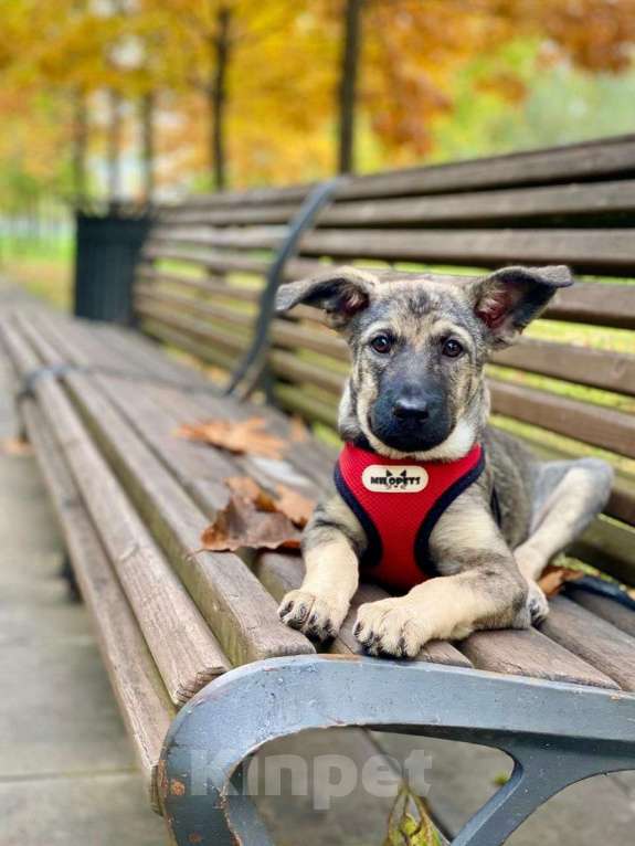 Собаки в Москве: Юта длинноухая Девочка, Бесплатно - фото 2