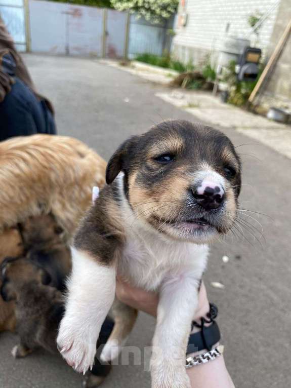 Собаки в Михайловске: Щенок в добрые руки Мальчик, Бесплатно - фото 2